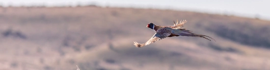 A pheasant in flight above a field, with a blurred hilly landscape in the background. The bird's wings are outstretched as it glides over tall grasses, under a pale sky.