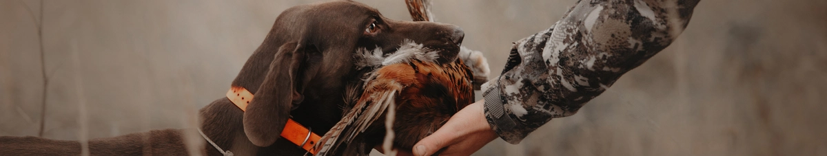 A brown dog wearing an orange collar holds a bird in its mouth. A person in camouflage clothing reaches for the bird. The background is a field with tall grass, creating a blurred, earthy setting.